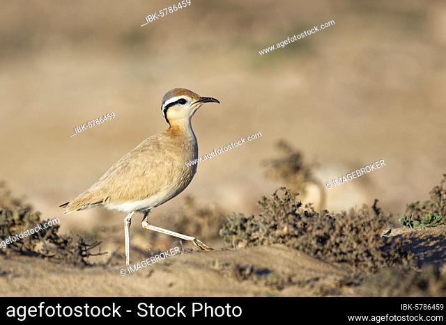 Racing bird (Cursorius cursor) in the semi-desert Jandía, Fuerteventura, Canary Islands
