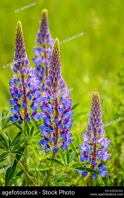 Purple Lupin flowers, Lupinus arcticus, in green field, backit by bright warm hazy morning springtime sunlight
