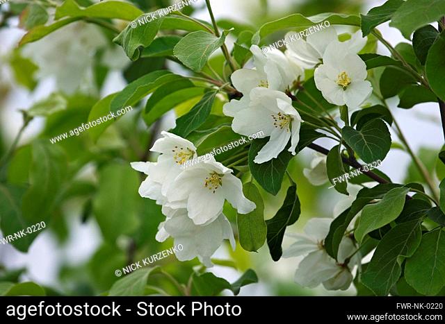 Crab apple, Siberian crab apple, Malus mandshurica, Small white flower blossoms growing outdoor on the tree