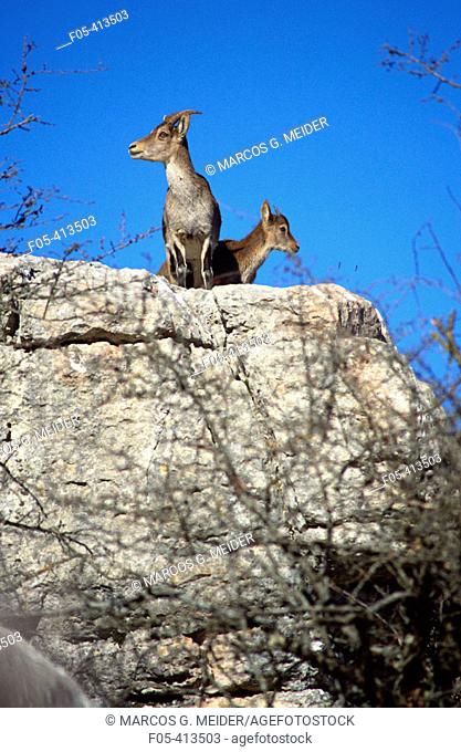 Spanish ibex (Capra pyrenaica) on karstic rock. Torcal de Antequera Natural Park. Malaga province. Andalusia. Spain