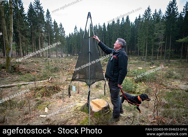 03 April 2020, North Rhine-Westphalia, Hilchenbach: Manfred Gertz from the Siegen-Wittgenstein forestry office checks a so-called Trinet trap in a forest
