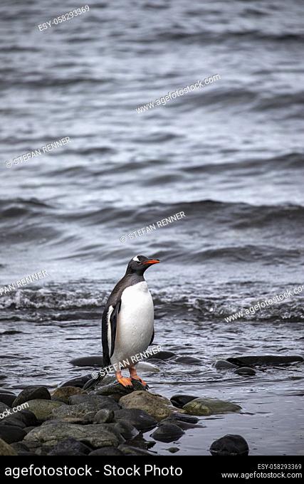 Lone penguin stands on the shore of cold water in Antarctic sea