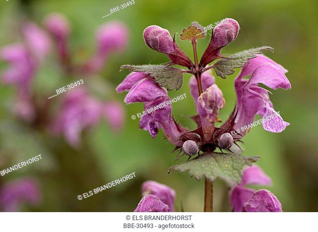 Purple flowers of the Lamium maculatum L