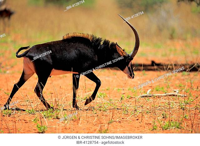 Sable Antelope (Hippotragus niger), adult male, Tswalu Game Reserve, Kalahari Desert, North Cape, South Africa