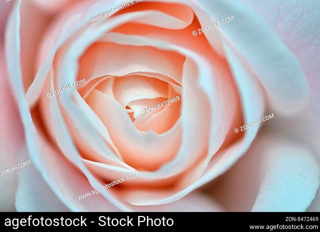Softness pink rose on pink background, close up