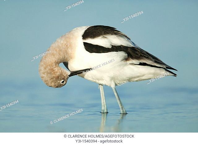 American Avocet Recurvirostra americana preening its feathers while standing in shallow water at Fort Desoto Park, Tierra Verde, Florida, USA