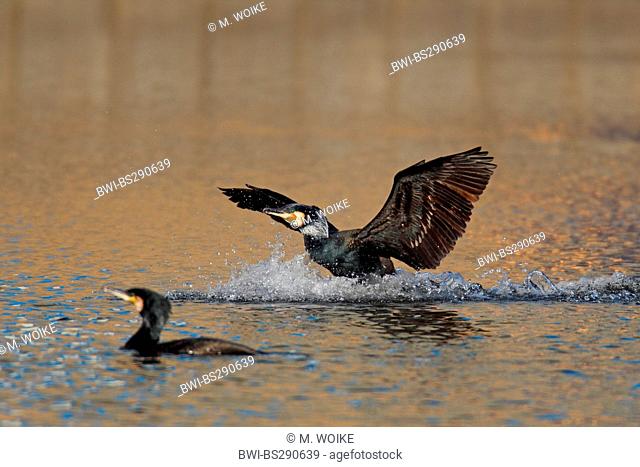 great cormorant (Phalacrocorax carbo), landing on water, Netherlands, Frisia