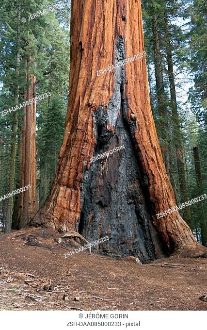 Old sequioa tree scarred by forest fire, Sequoia and Kings Canyon National Parks, California, USA