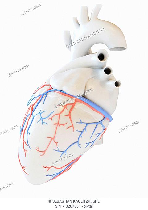Human heart coronary blood vessels, illustration
