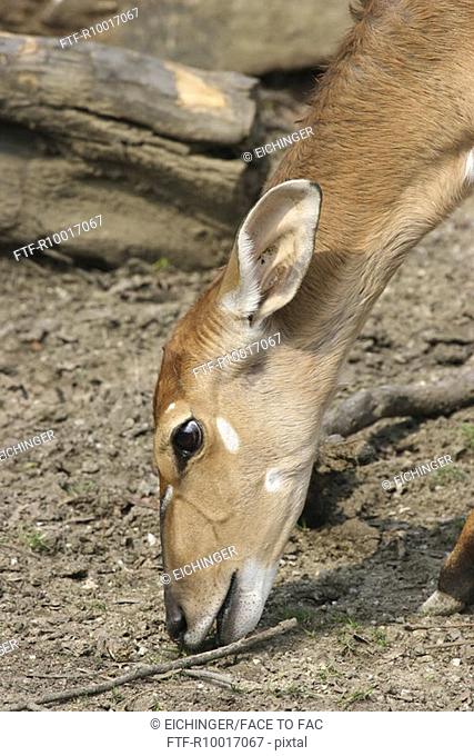 Side view of a antelope eating grass