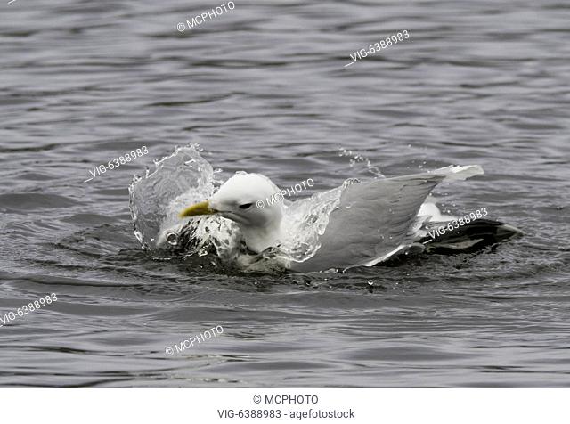 NOR, TROMS™, 02.06.2018, Common Gull bathing, Larus canus - Troms”, Troms, Norway, 02/06/2018