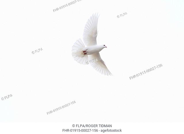 Domestic Dove, white adult, in flight, Jersey, february