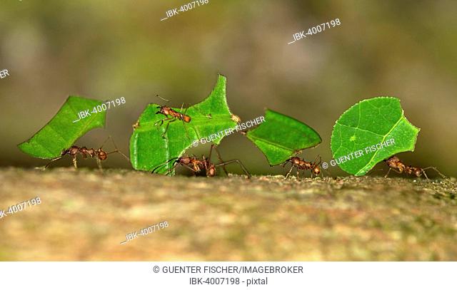 Leafcutter Ants (Atta cephalotes), workers carrying leaf segments to their nest, Tambopata Nature Reserve, Madre de Dios Region, Peru