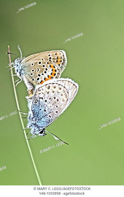 Mating Silver-Studded Blue, Plebejus, Plebeius, argus on grass blade plant  Underwings  Milovice, Czech Republic