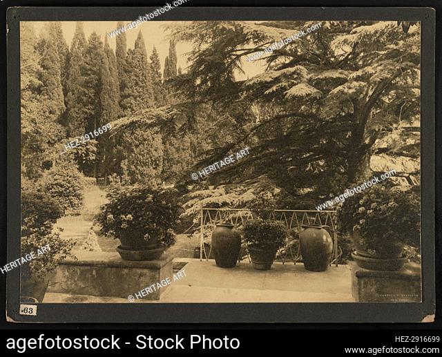Italy, Villa Bel Riposo, Fiesole i.e. San Domenico, Cedars of Lebanon , 1925. Creator: Frances Benjamin Johnston