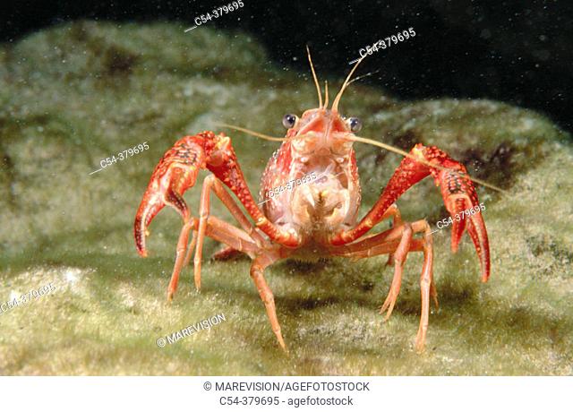 Red Swamp Crayfish (Procambarus clarkii). Lagunas de Ruidera Natural Park, Ciudad Real province, Spain