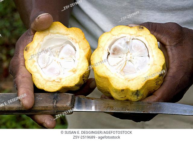 Cocoa pod (Theobroma cacao) cut open exposing the beans inside, Dominica, West Indies