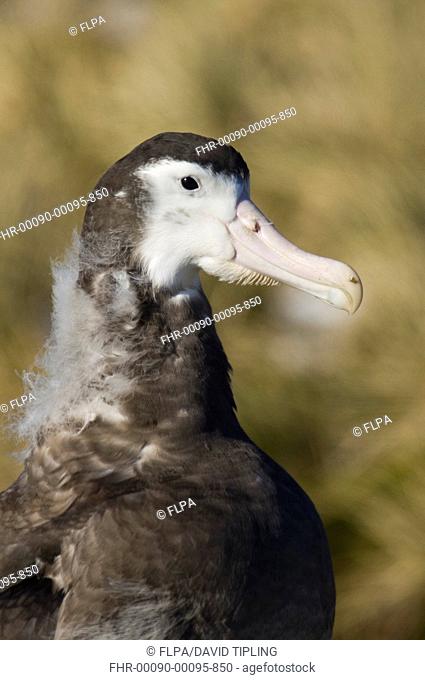 Wandering Albatross Diomedea exulans ten month old chick, close-up of head and neck, Prion Island, Bay of Isles, South Georgia, november