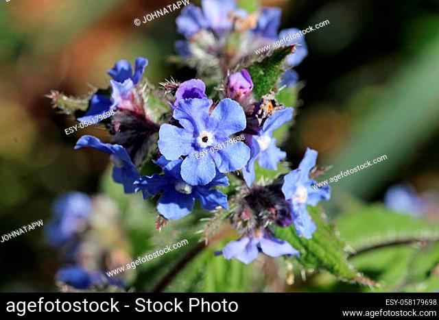 Green alkanet, Pentaglottis sempervirens, blue flowers with white centre in close up and a background of blurred leaves