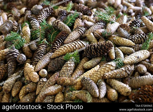 RUSSIA, ARKHANGELSK REGION - FEBRUARY 10, 2023: Pinecones are seen at the Ustyansky timber industry complex (ULK Group) in the village of Oktyabrsky