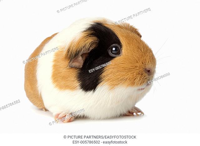 Cute guinea pig close up on white background