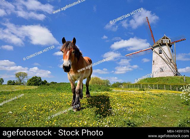 Windmill Schellemolen and cold blooded horse, Damme, West Flanders, Flanders, Belgium