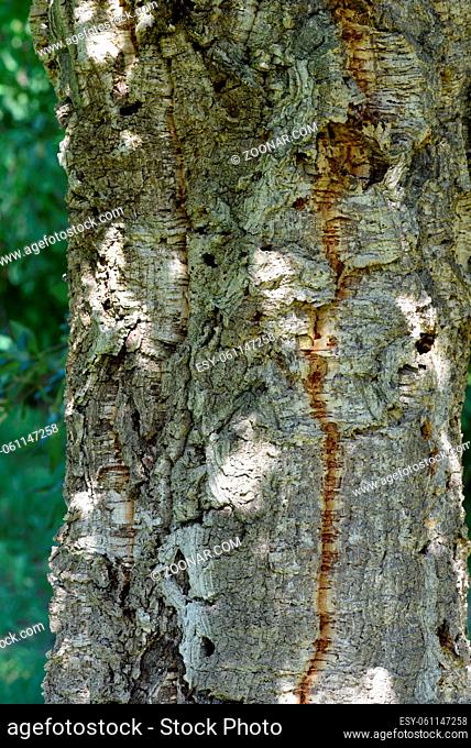 Korkeiche, Quercus suber, ist der Baum von dessen Rinde die Korken fuer Weinflaschen gemacht werden. Cork oak, Quercus suber