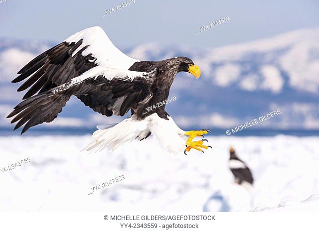 Steller's Sea Eagle, Haliaeetus pelagicus, landing, Rausu, offshore Hokkaido, Sea of Okhotsk, Japan