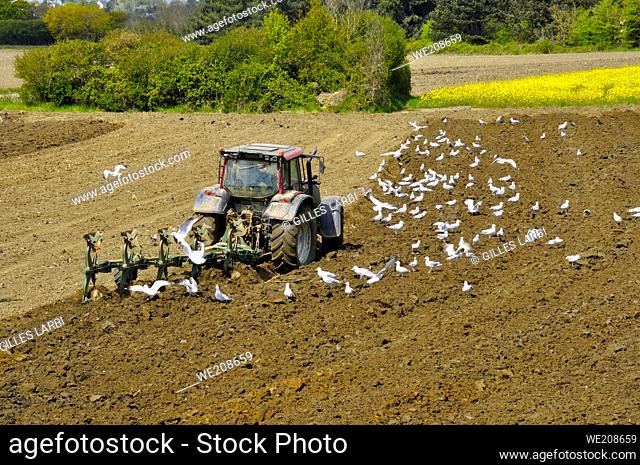 Plow tractor surrounded by seagulls