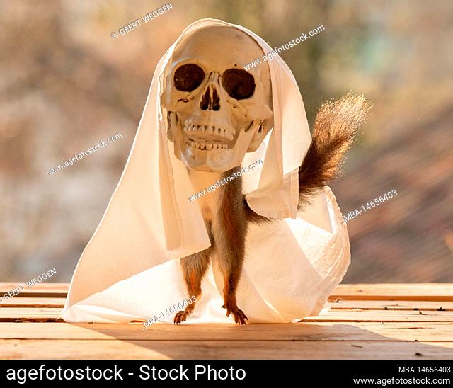 red squirrel in a ghost skull