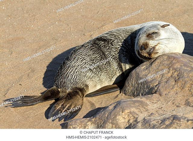 Namibia, Erongo region, Cape Cross Seal Reserve, Cape Fur Seal (Arctocephalus pusillus)
