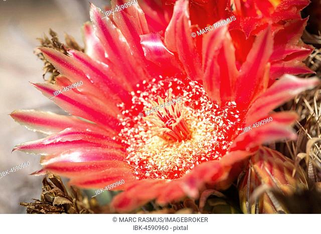 Red flower of Fishhook Barrel Cactus (Ferocactus wislizeni), Tucson, Arizona, USA