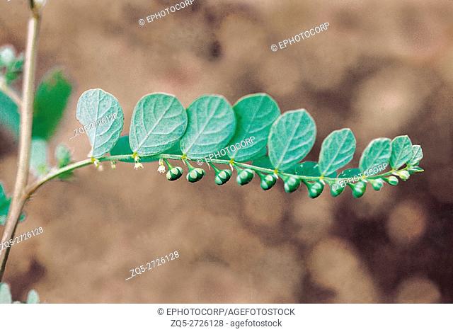 Phyllanthus Fraternus. Family: Euphorbiaceae. A common herb which is a well known remedy for Jaundice