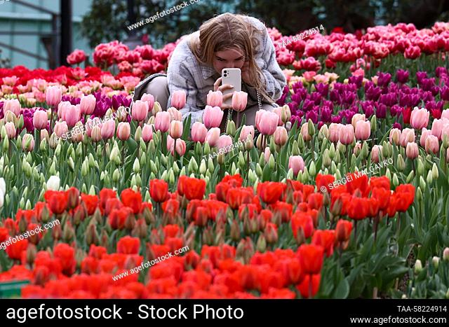 RUSSIA, YALTA - APRIL 4, 2023: A woman takes a picture of tulips at the annual Tulip Parade exhibition at the Nikitsky Botanical Garden