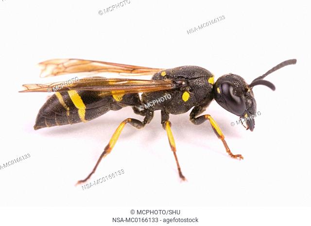 Potter Wasp Euodynerus