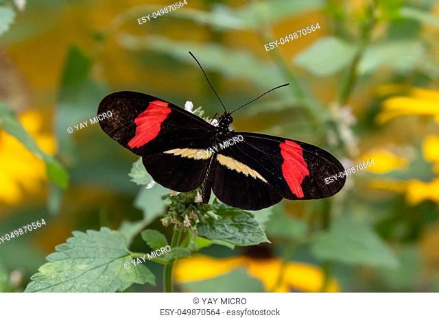 Red Postman Butterfly on leaves with green and yellow background