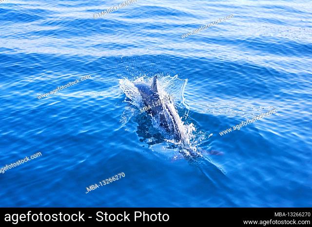 Pantropical spotted dolphin (Stenella attenuata) swimming, Drake Bay, Corcovado National Park, Osa Peninsula, Costa Rica