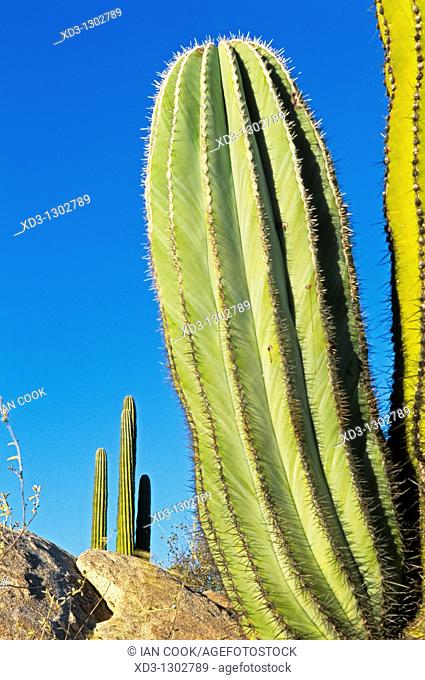 Cardon Cactus (Pachycereus pringlei), Catavina Boulder Field, Central Desert, Baja California, Mexico