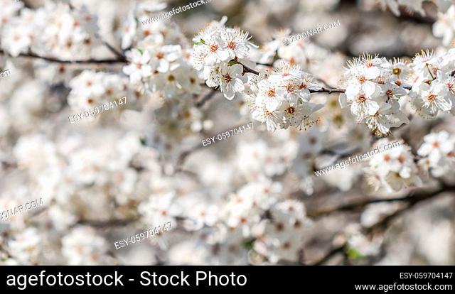 Cherry blossoms in spring. Beautiful white flowers