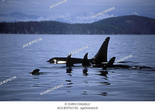 Johnstone Strait, pod of Orcas orcinus orca, Vancouver Island, British Columbia, Canada