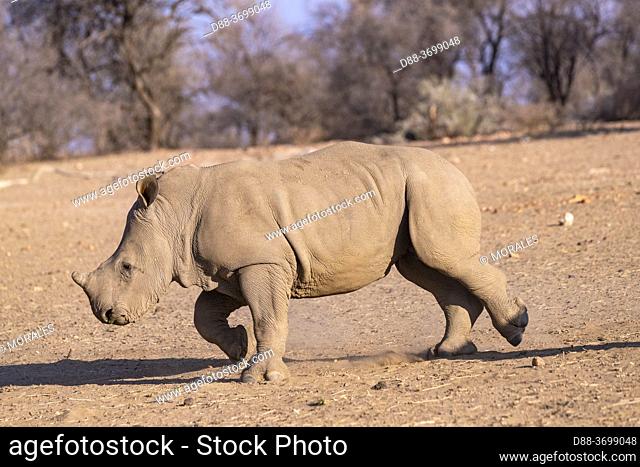 Africa, Namibia, Private reserve, White rhinoceros or square-lipped rhinoceros (Ceratotherium simum) , young, captive