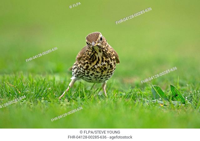 Song Thrush (Turdus philomelos) adult, swaying whilst looking from caterpillars, Isles of Scilly, England, October