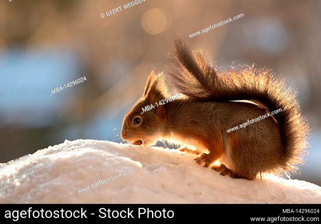 red squirrel standing in the snow