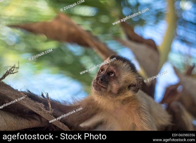 Capuchin monkey, Maranhao state, Brazil