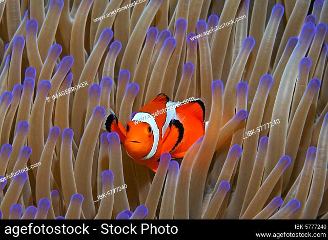 Ocellaris Clownfish (Amphiprion ocellaris) in Magnificent sea anemone (Heteractis magnifica), Great Barrier Reef, Coral Sea, Pacific Ocean, Australia, Oceania