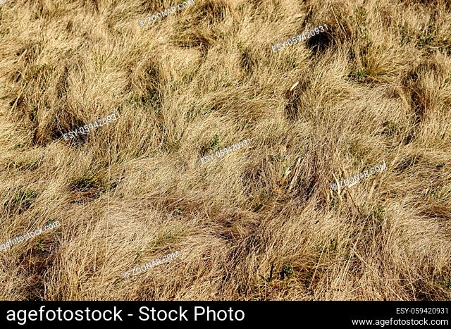 Field of dry grass shot from above
