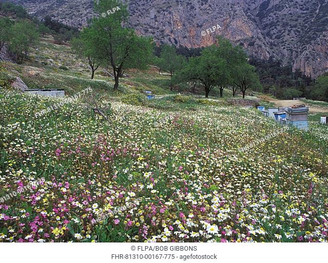 Bee hives sited amongst mass of flowers on terraces at Delphi, Greece, spring