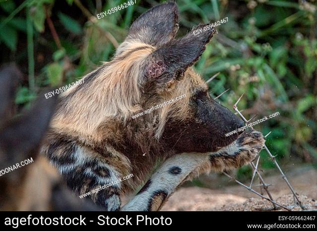 An African wild dog playing with a stick in the Sabi Sand Game Reserve, South Africa