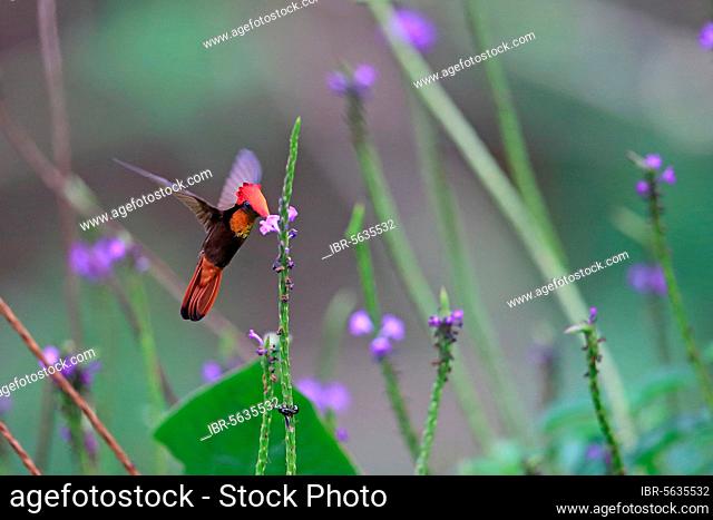 Ruby (Chrysolampis mosquitus) Topaz male hovering at Vervain flower Trinidad and