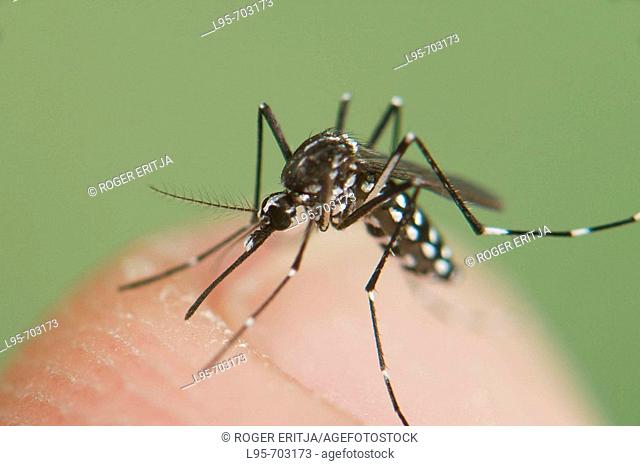 Adult female of the Asian Tiger Mosquito Aedes albopictus, biting on human